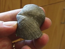 Explorando fósiles: moldes modelos e improntas Instructional Video