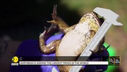 Frog Species Once Shared Earth With Dinosaurs News Clip