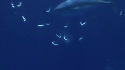 TED: Tagging tuna in the deep ocean | Barbara Block Instructional Video