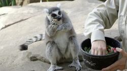 The High-Flying Leap of the Lemur Is The Coolest Video Ever! Instructional Video