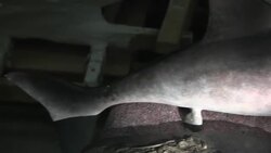 Newly Discovered Ichthyosaur Skeleton in storage in the UK News Clip