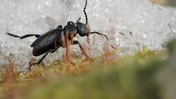 American oil beetle (blister beetle) moving on snow in spring. Meloe proscarabaeus Blister beetle insect in wildlife, close up Stock Footage