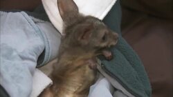 This Parma Wallaby Is The Size of a Kidney Bean! You Have to Check This Out Instructional Video