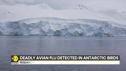 Avian flu in Antarctica: Experts worry deadly strain could spread across the continent News Clip