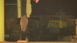 Ottawa putting new restrictions on puppy imports News Clip