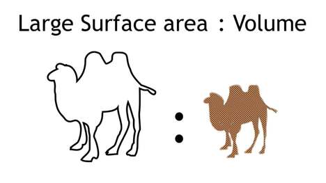 Adaptations Of Camels