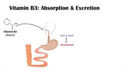 Vitamin B3 Niacin Deficiency (Pellagra) | Sources, Causes, Symptoms, Diagnosis, Treatment Instructional Video