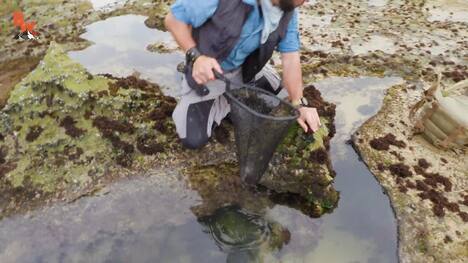 Bizarre TOADFISH!