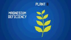 Plant Nutrition Instructional Video