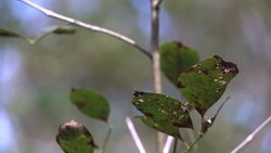 CLEAN : Native tribe to inaugurate world's first guitar shaped casino News Clip