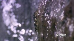 Niche Instructional Video