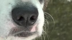 Close up of a dog snout Stock Footage