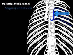 Posterior and Superior Mediastinum Instructional Video