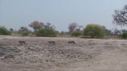 Introduction to Leopards in Spanish Instructional Video