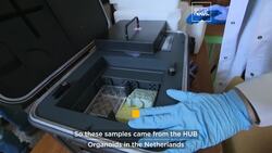 Scientists fly a glider with tumours on board to test if gravity slows the growth of cancer News Clip