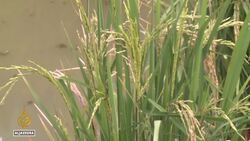 Asia heatwave: Dry spell rings alarm for rice production News Clip