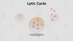 Virus Life Cycle Instructional Video