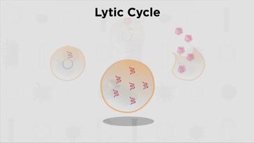 Virus Life Cycle