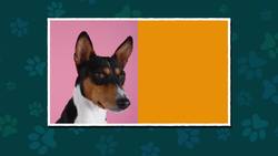 Dog Facts for Kids Instructional Video