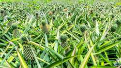 Atlas of the United States: Hawaii Instructional Video