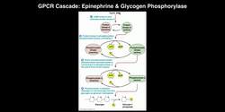 Biosignaling - G-protein-coupled Receptors cAMP & Adenylate Cyclase Instructional Video