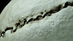 Human Skull Analysis Stock Footage