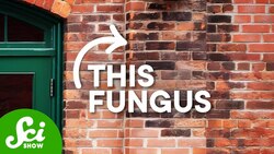 This Fungus Has A Drinking Problem Instructional Video