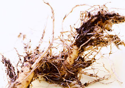 Root Hairs Instructional Video