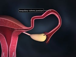 Fertilisation and Implantation Instructional Video