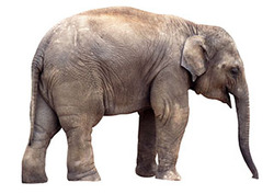 The Heartbeat Formula Instructional Video