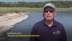 Conflict over horseshoe crab blood harvesting News Clip