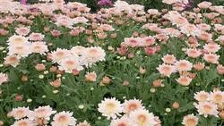 Chrysanthemums flower, , sometimes called mums or chrysanths, They are native to Asia and northeastern Europe. Most species originate from East Asia and the center of diversity is in China. Stock Footage