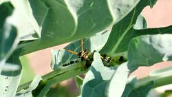 Wasp decomposed caterpillar for feeding Stock Footage