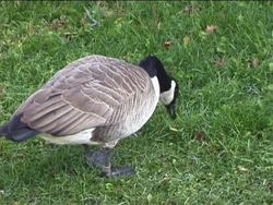 The Life of Birds: Key Characteristics of Birds Instructional Video