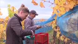 CLEAN : Fall of Berlin Wall breathes new life into Saxony wine News Clip