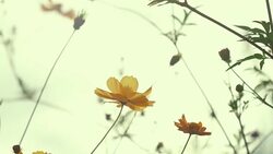 Orange Cosmos flower field with sun flare. - Stock video Stock Footage
