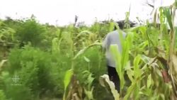 Massive influx of locusts threatens food supply across East Africa News Clip