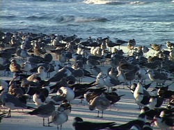 ¿Qué es un ave?: diferentes tipos de aves Instructional Video