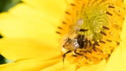 Bee foraging on a sunflower. Macro slow motion close up clip. Stock Footage