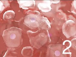 Your Body: Video Quiz Instructional Video