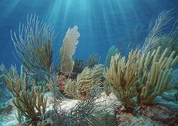 What is an Ecosystem? Instructional Video