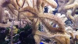 anemone in Aquarium Stock Footage