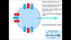 Graded Potentials, EPSPs, IPSPs, & Summation Instructional Video