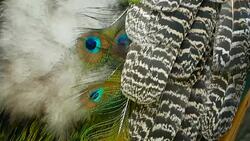 Elegant wild exotic bird with colorful artistic feathers. Close up of peacock textured plumage. Flying Indian green peafowl (Pavo cristatus) in real nature, vibrant pattern of luminous tail and wings. Stock Footage