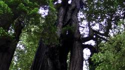 Redwood National and State Parks - Redwood Ranger Minute: Forest Canopy Instructional Video
