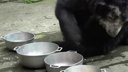 Donations pay for animal care at Colombian zoo Instructional Video
