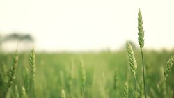 Keeping Track of Food Production From Space Instructional Video