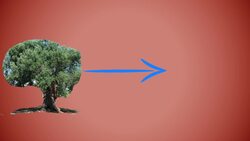 The History and Making of Olive Oil Instructional Video