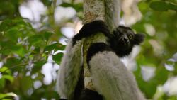 5 Cool Things About the Indri Lemur Instructional Video
