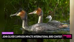 John Oliver Campaign Impacts International Bird Contest News Clip